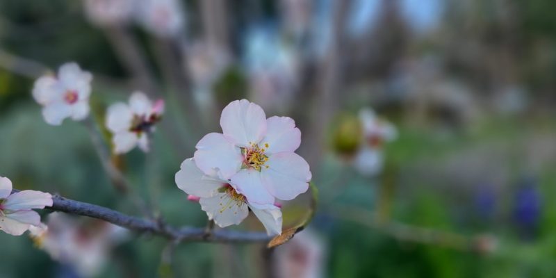 התריס: פוד טראק בשרי משובח אל נוף העמק