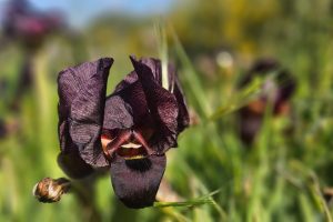 פריחת אירוס הארגמן: כפר הנוער הדסים באבן יהודה