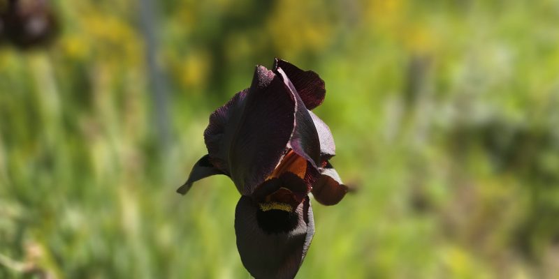פריחת אירוס הארגמן: כפר הנוער הדסים באבן יהודה