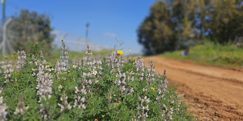 פריחת אירוס הארגמן: כפר הנוער הדסים באבן יהודה
