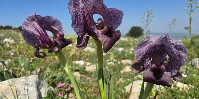 שביל האירוסים - פריחת אירוס הגלבוע הר ברקן