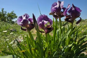 שביל האירוסים - פריחת אירוס הגלבוע הר ברקן