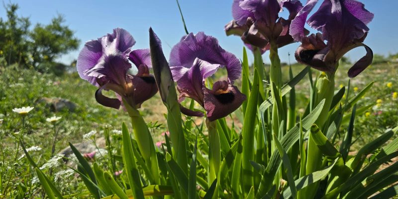 שביל האירוסים - פריחת אירוס הגלבוע הר ברקן