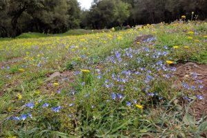 מסלול מעגלי ביער אודם: מסלול ביער אלונים עתיק