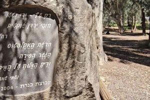 חורשת האקליפטוס: סיפור של שירה, זיכרון ונוף