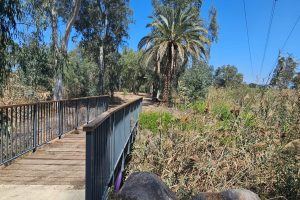 ביצת כנרת: פסיפס של טבע והתיישבות