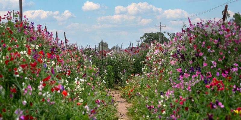 מבוך האפונה - באדיבות קלחים ומבוכים