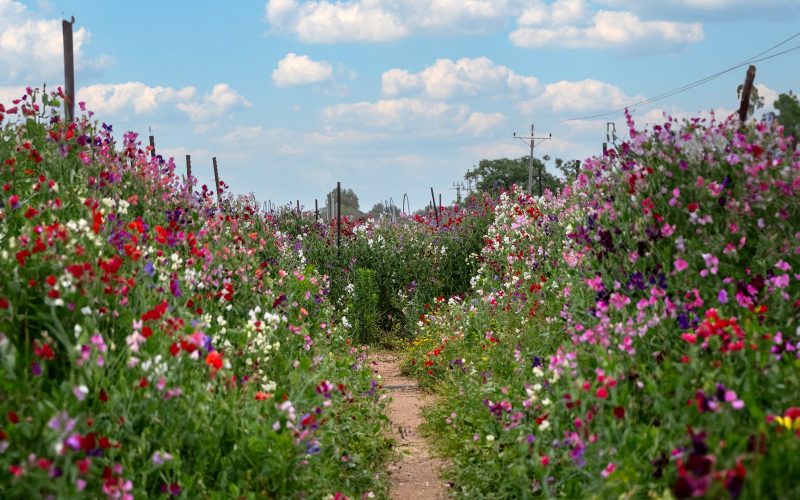 מבוך האפונה - באדיבות קלחים ומבוכים