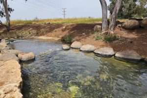 חורשת גדעון - בריכת גידעונה נחל חרוד