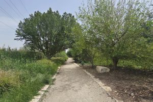 חורשת גדעון - בריכת גידעונה נחל חרוד