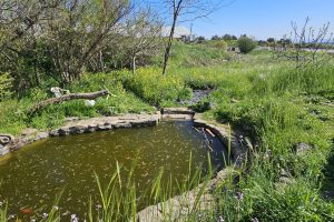 מעיין חיים: מעיין אלוני הבשן