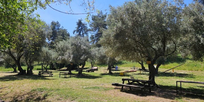 עמק הזיתים בדרך לעין אולמוסים