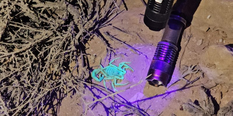 איש העקרבים של מצפה רמון: סיור עקרבים עם נעם שלו