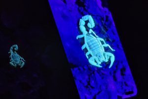 איש העקרבים של מצפה רמון: סיור עקרבים עם נעם שלו