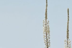 שביל החצבים בנחל טוביה ערד