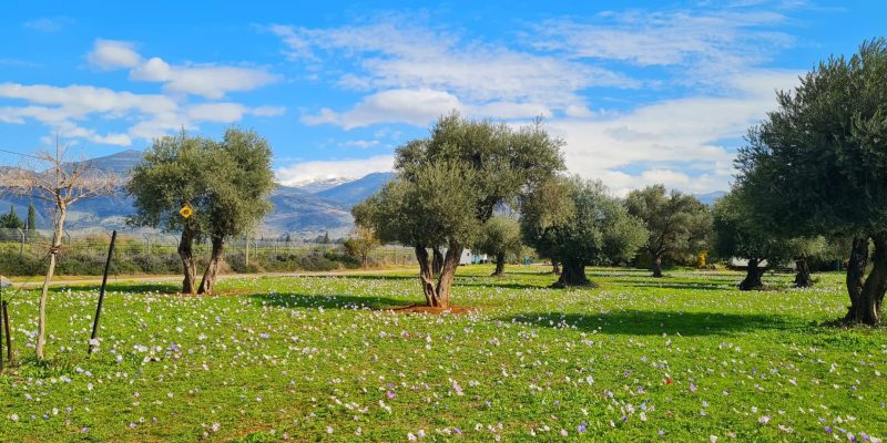 כלניות בקיבוץ דפנה