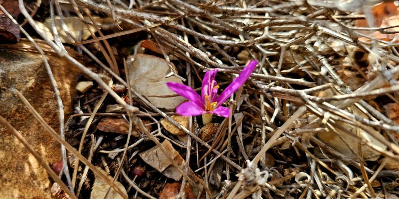מערת הקשת פארק אדמית
