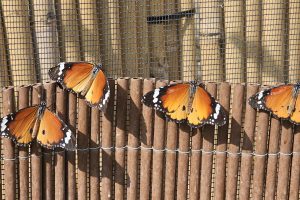 גינת הפרפרים במשתלות יגור