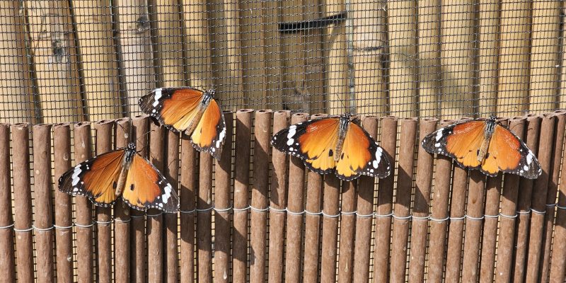 גינת הפרפרים במשתלות יגור