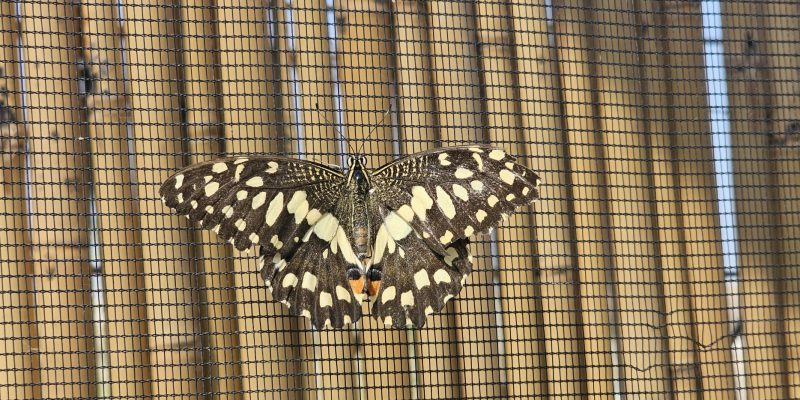 גינת הפרפרים במשתלות יגור