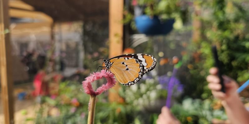 גינת הפרפרים במשתלות יגור