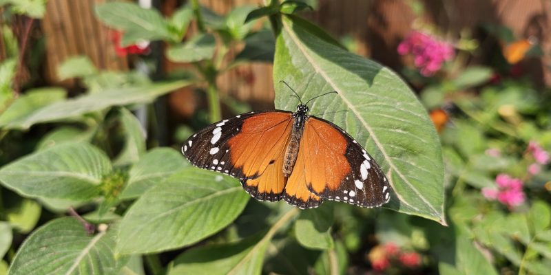 גינת הפרפרים במשתלות יגור