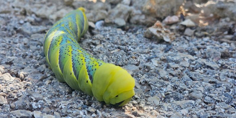 בית הפרפרים באקווריום ישראל