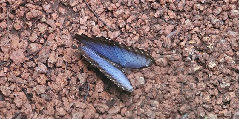 בית הפרפרים באקווריום ישראל