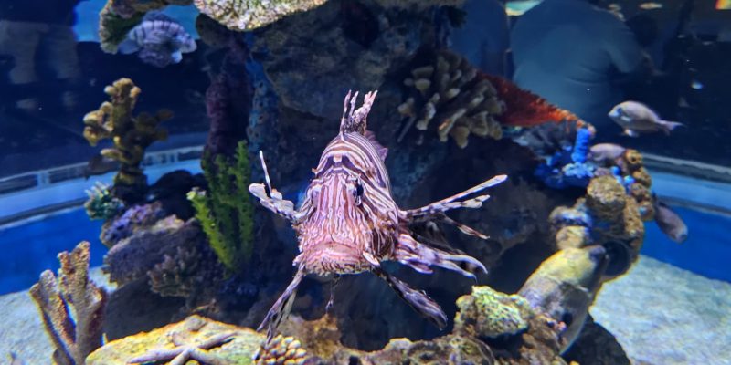 אקווריום ישראל