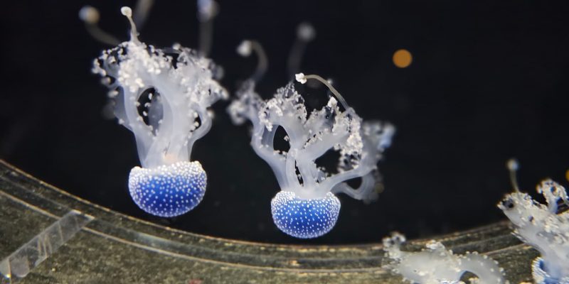 אקווריום ישראל