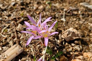 חורבת ארזה: טיול פריחה, עתיקות ותצפיות מרהיבות בשכונת גילה ירושלים