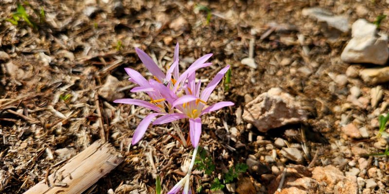 חורבת ארזה: טיול פריחה, עתיקות ותצפיות מרהיבות בשכונת גילה ירושלים