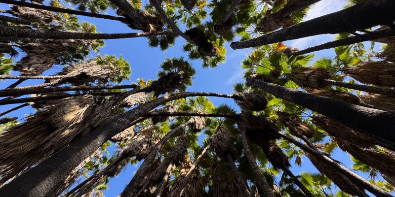 עין מטע צילום יעל קורץ