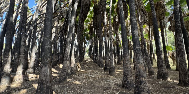 עין מטע צילום יעל קורץ