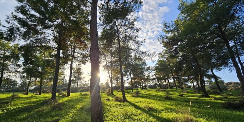 חורש ברמת הנדיב צילום: אופיר מורדוב