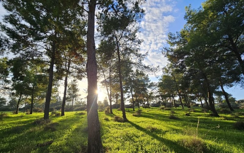 חורש ברמת הנדיב צילום: אופיר מורדוב