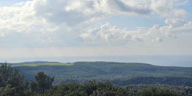 שביל היחמורים בכרמל: מסלול הליכה קצר בלב פארק הכרמל