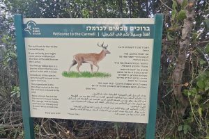 שביל היחמורים בכרמל: מסלול הליכה קצר בלב פארק הכרמל