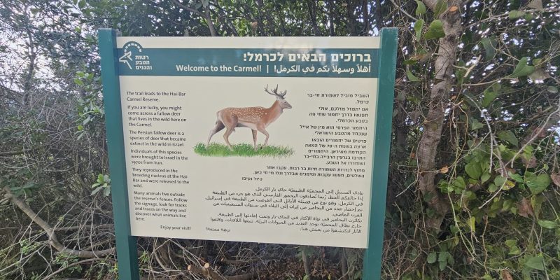 שביל היחמורים בכרמל: מסלול הליכה קצר בלב פארק הכרמל