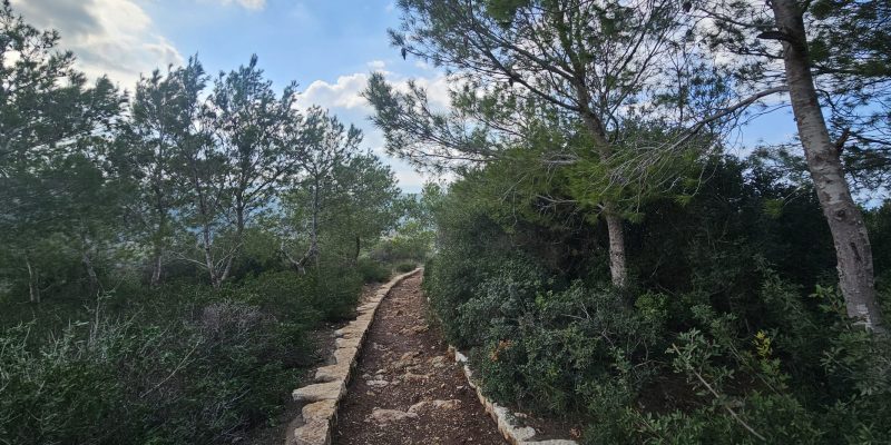 שביל היחמורים בכרמל: מסלול הליכה קצר בלב פארק הכרמל