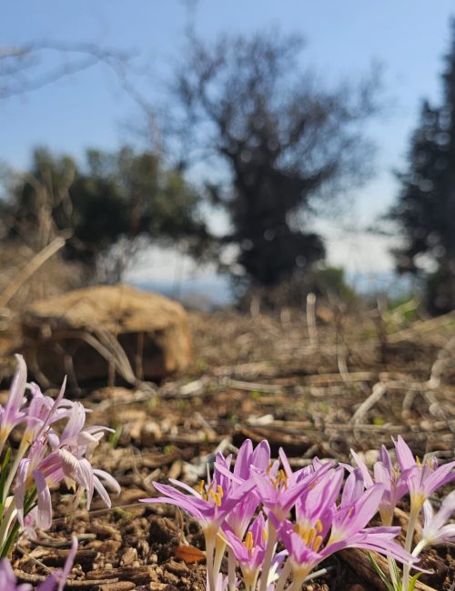 שביל המערות יער קרן הכרמל