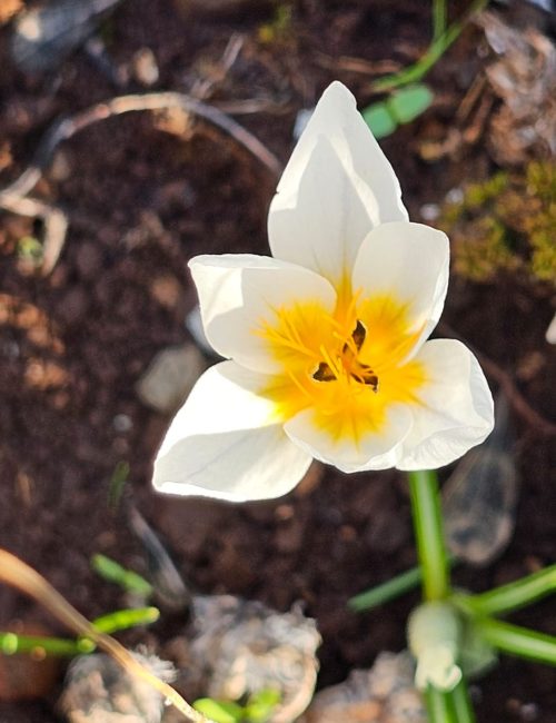 שביל המערות יער קרן הכרמל