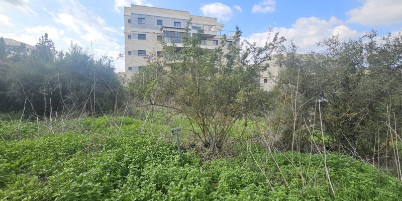 הגן הארכיאולוגי במגדל העמק