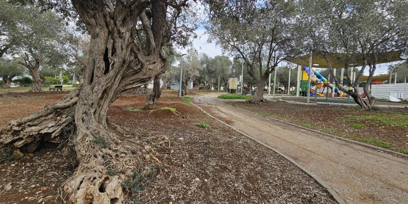 פארק הזיתים והמגדל במגדל העמק