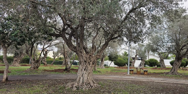 פארק הזיתים והמגדל במגדל העמק