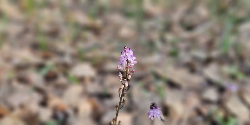 הכניסה לגן המייסדים גבעת עדה