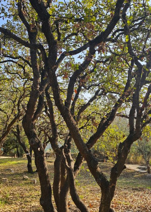 גן המייסדים גבעת עדה