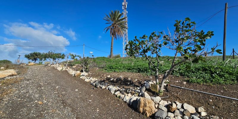 תצפית נוף העמק: גבעת קומי