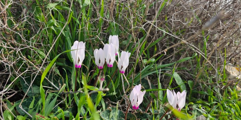 גן לאומי יודפת העתיקה - תל יודפת