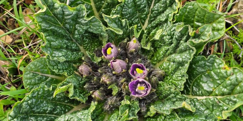 גן לאומי יודפת העתיקה - תל יודפת